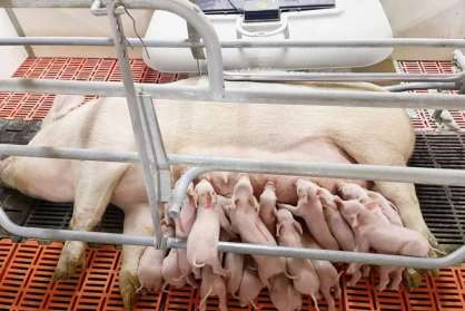 豬星探│10對乳頭“超級奶豬”，出生健仔17頭，均重1.58kg，不僅產(chǎn)的多，更能養(yǎng)得活！